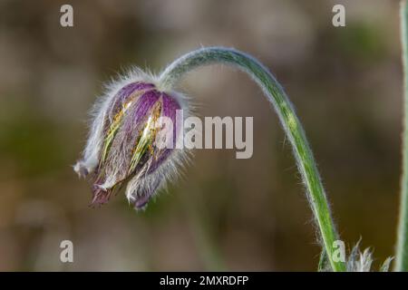 Patens Pulsatilla. Pulsatilla fleur de pâques sur la prairie. Pulsatilla pratensis floraison. fleur de printemps mauve moelleuse herbe de rêve. Primrose pendant Banque D'Images