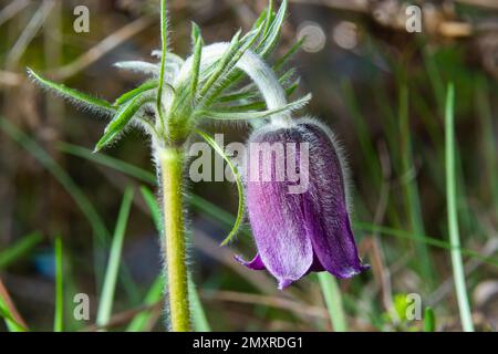 Patens Pulsatilla. Pulsatilla fleur de pâques sur la prairie. Pulsatilla pratensis floraison. fleur de printemps mauve moelleuse herbe de rêve. Primrose pendant Banque D'Images