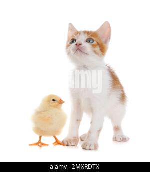 Bébé poulet moelleux et joli chaton ensemble sur fond blanc Banque D'Images