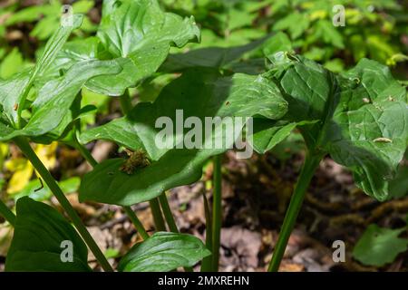 Arum maculatum dans l'habitat. Nakeshead d'aka, racine d'adder, arum sauvage, nénuphars, seigneurs et dames, diables et anges, vaches et taureaux, couckoo-pint, Adam Banque D'Images