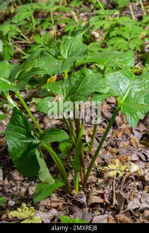 Arum maculatum dans l'habitat. Nakeshead d'aka, racine d'adder, arum sauvage, nénuphars, seigneurs et dames, diables et anges, vaches et taureaux, couckoo-pint, Adam Banque D'Images