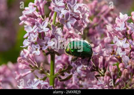 Le bronze doré, Cetonia aurata, est une espèce de bronze ailé de la sous-famille des bronzes, Cetoniinae. Le scarabée de bronze recueille le nectar et le pollen de la flo Banque D'Images