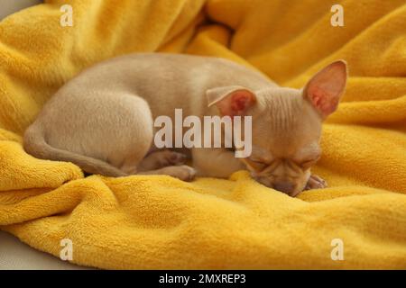 Mignon petit chiot Chihuahua dormant sur une couverture jaune. Bébé animal Banque D'Images