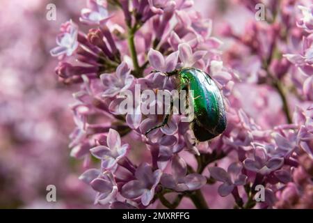 Le bronze doré, Cetonia aurata, est une espèce de bronze ailé de la sous-famille des bronzes, Cetoniinae. Le scarabée de bronze recueille le nectar et le pollen de la flo Banque D'Images