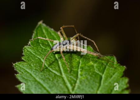 Araignée de crabe de course mâle adulte de la famille des Philodromidae. Banque D'Images