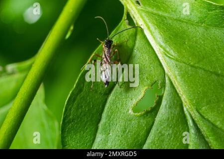 Dusona est un genre de guêpes parasitoïdes appartenant à la famille des Ichneumonidae. Banque D'Images