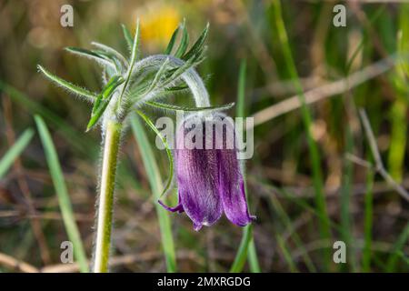 Patens Pulsatilla. Pulsatilla fleur de pâques sur la prairie. Pulsatilla pratensis floraison. fleur de printemps mauve moelleuse herbe de rêve. Primrose pendant Banque D'Images