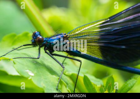 Bande demoiselle, Calopteryx splendens, assis sur une lame d'herbe. Belle demoiselle bleue dans son habitat. Portrait d'insecte avec dos vert doux Banque D'Images