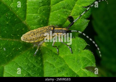 Gros plan sur le coléoptère doré de longhorn, Agapanthia villosoviridescens assis sur une feuille. Banque D'Images