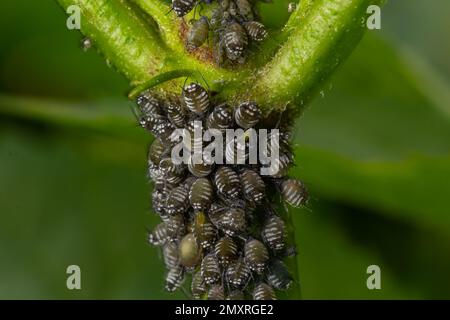 Branche d'arbre fruitier dont les feuilles sont froissées et affectées par le puceron noir. Pucerons du cerisier, mouche noire sur le cerisier, dégâts graves causés par les ravageurs du jardin. Banque D'Images