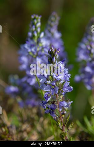 Au printemps, Veronica prostrata fleurit dans la nature parmi les graminées. Banque D'Images