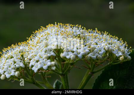 Au printemps, dans les fleurs sauvages du viburnum, Viburnum lantana. Banque D'Images