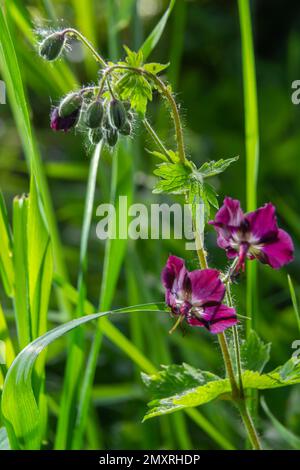 Dans la nature dans la forêt de printemps Geranium phaeum fleurs. Banque D'Images