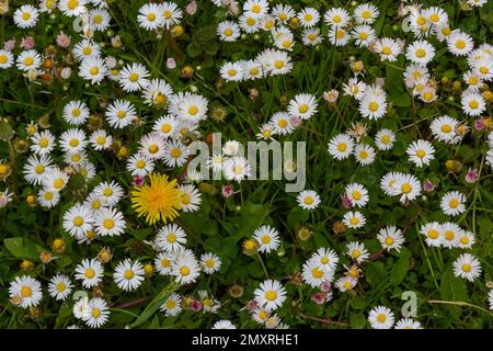 Champ plein de Marguerite fleuri dans un soleil éclatant. Vue détaillée de la pâquerette blanche et jaune commune ou Bellis perennis dans leur habitat naturel. Pelouse D Banque D'Images