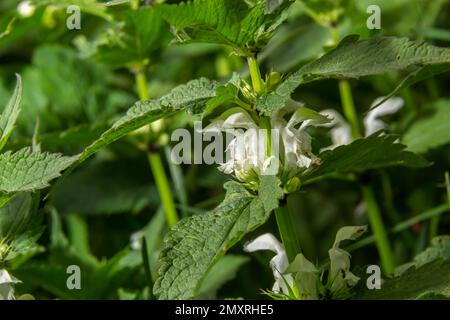 Les morts-vivants fleuris en pleine journée de soleil se rapprochent. Album Lamium. Famille des Lamiaceae. Banque D'Images