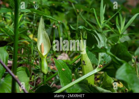 Arum maculatum dans l'habitat. Nakeshead d'aka, racine d'adder, arum sauvage, nénuphars, seigneurs et dames, diables et anges, vaches et taureaux, couckoo-pint, Adam Banque D'Images