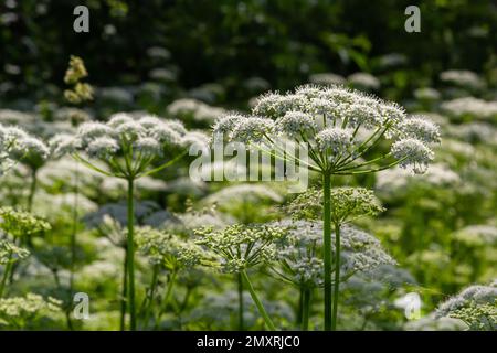 Gros plan d'une fleur blanche de l'espèce Aepopodium podagraria, communément appelée aîné de terre, herbe de gerard, mauvaise herbe de l'évêque, mouade, moût de goutte. Mise au point Banque D'Images