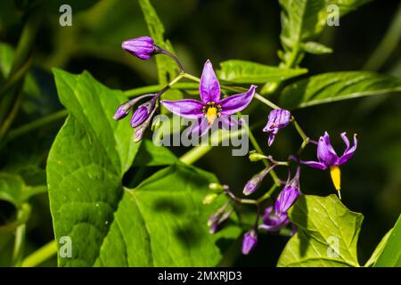 Nuit douce et amère, Solanum dulcamara, fleurs et bourgeons avec des feuilles rapprochées. Banque D'Images