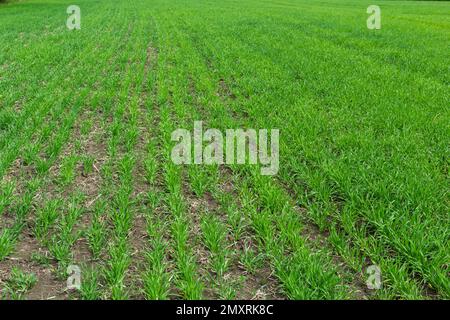 Les jeunes semis de blé poussant dans un sol. Agriculture et agronomie thème. Produire des aliments biologiques sur terrain. Fond naturel. Banque D'Images