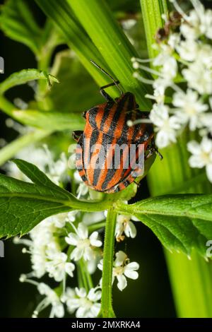 Insecte européen de Minsrel ou insecte italien de bouclier rayé, Graphosoma lineatum, escalade d'une bande d'herbe. Banque D'Images