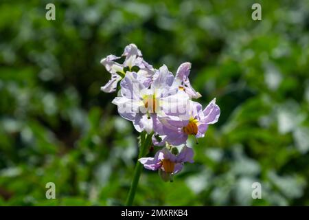 Jeunes pommes de terre à fleurs sur un champ vert, ferme, concept d'agriculture biologique. Banque D'Images