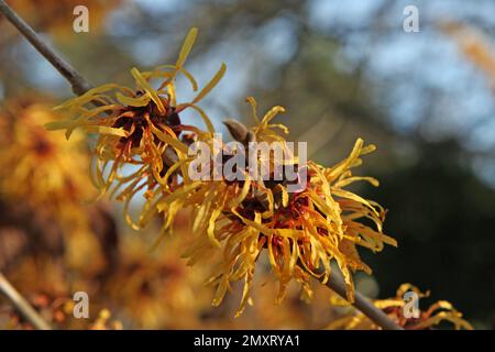 Hazel de sorcière 'Harry' en fleur. Banque D'Images