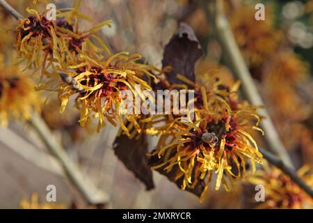 Hazel de sorcière 'Harry' en fleur. Banque D'Images