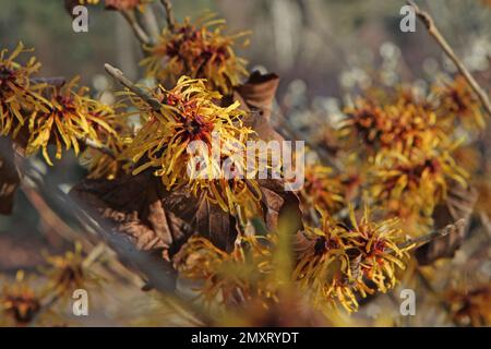 Hazel de sorcière 'Harry' en fleur. Banque D'Images