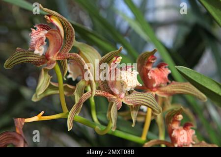 Orchidée de Cymbidium, tratyanum stourbridge en fleur. Banque D'Images