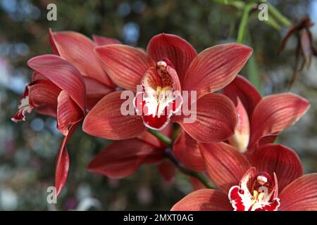 Orchidée Cymbidium Sandridge torche Cindy en fleur. Banque D'Images