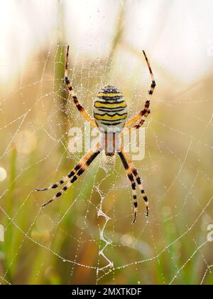 Une araignée de guêpe femelle adulte sur son Web avec le stabilisateur visible. Banque D'Images