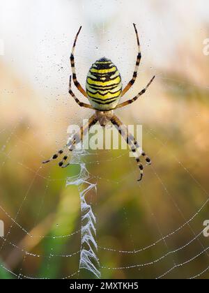 Une araignée de guêpe femelle adulte sur son Web avec le stabilisateur visible. Banque D'Images