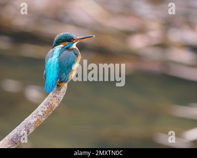 Une femme urbaine adulte commune kingfisher (Alcedo atthis) perchée sur un tuyau rouillé. Photographié dans le centre-ville de Bradford sur Avon, Wiltshire en Angleterre. Banque D'Images