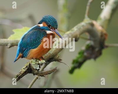 Une femelle commune de kingfisher (Alcedo atthis) adulte en milieu urbain perchée sur la branche. Photographié dans le centre-ville de Bradford sur Avon, Wiltshire en Angleterre. Banque D'Images