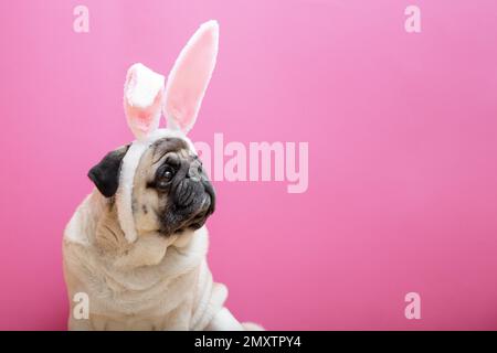 Chien de petit beige avec oreilles de lapin sur fond rose. Concept de Pâques. Le concept de carnaval, fête de costume, Halloween. copyspace. Banque D'Images