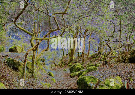 Photo illustration  Magical Woods Moss arbres couverts à Shaugh Woods à côté de la rivière Meavy dans le sud du Devon Banque D'Images