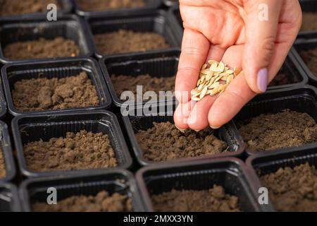 Les agriculteurs font avec soin planter des semences de légumes dans des pots avec un sol fertile Banque D'Images