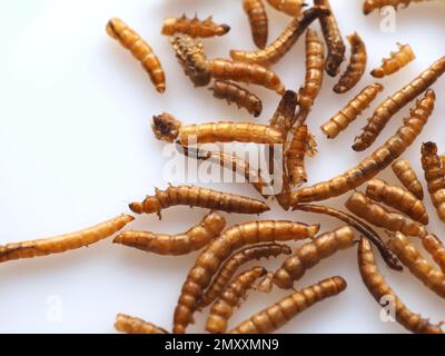 Mealworms approuvé comme nourriture humaine sur fond blanc Banque D'Images