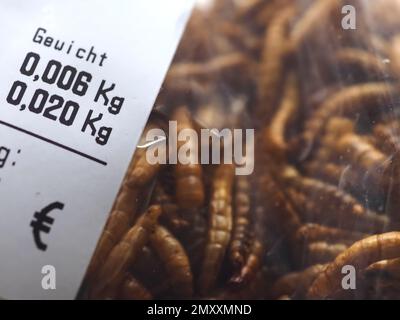 Mealworms approuvé comme nourriture humaine Banque D'Images