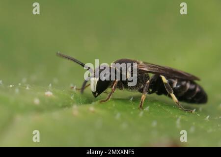 Gros plan naturel sur une petite abeille jaune à mâchoires blanches, Hylaeus condusus assis sur une feuille verte Banque D'Images