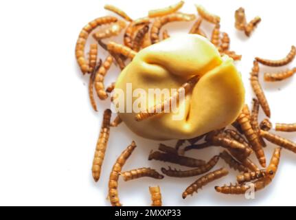 Mealworms approuvé comme nourriture humaine sur fond blanc Banque D'Images