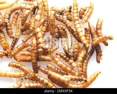 Mealworms approuvé comme nourriture humaine sur fond blanc Banque D'Images