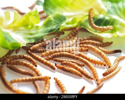 Mealworms approuvé comme nourriture humaine sur fond blanc Banque D'Images