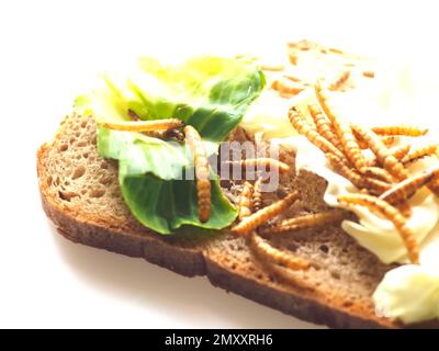 Mealworms approuvé comme nourriture humaine sur fond blanc Banque D'Images