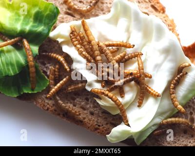 Mealworms approuvé comme nourriture humaine sur fond blanc Banque D'Images