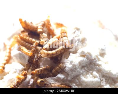 Mealworms approuvé comme nourriture humaine sur fond blanc Banque D'Images