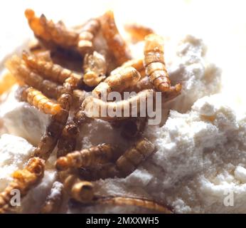 Mealworms approuvé comme nourriture humaine sur fond blanc Banque D'Images