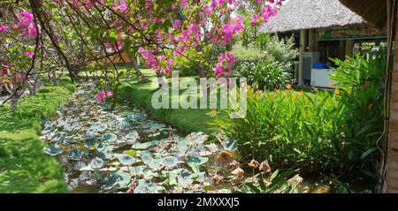 Ruisseau couvert de fleurs blanches qui coule dans un jardin asiatique avec fleur de cerisier devant. Banque D'Images