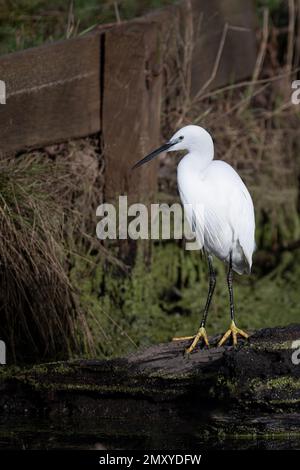 Little Egret debout sur une bûche dans un ruisseau montrant son bec noir et ses pieds jaunes distinctifs à Bushy Park, Londres Banque D'Images