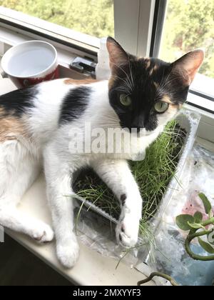 le chat tricolore est couché sur le rebord de la fenêtre. Banque D'Images